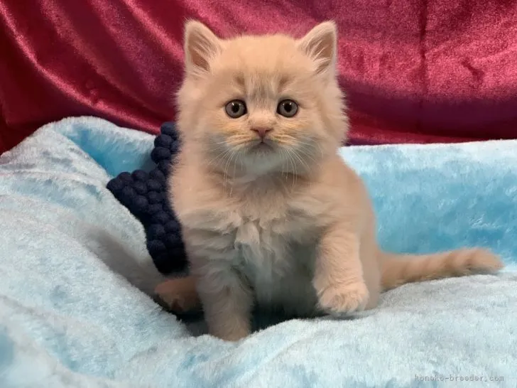 ID：2111-00068の子猫