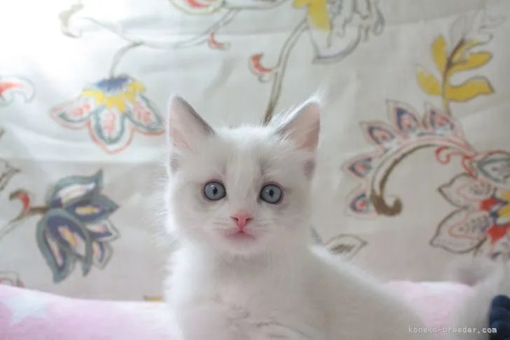 ID:2205-00331の子猫