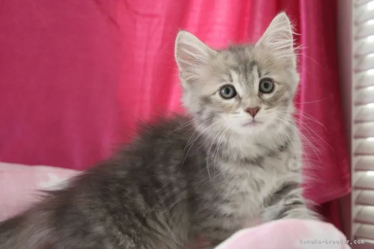 ケイコ 様のお迎えした子猫