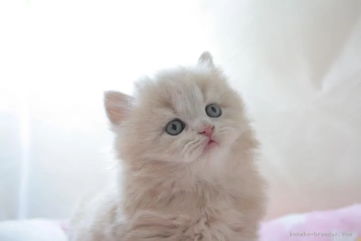 ID:2204-02665の子猫
