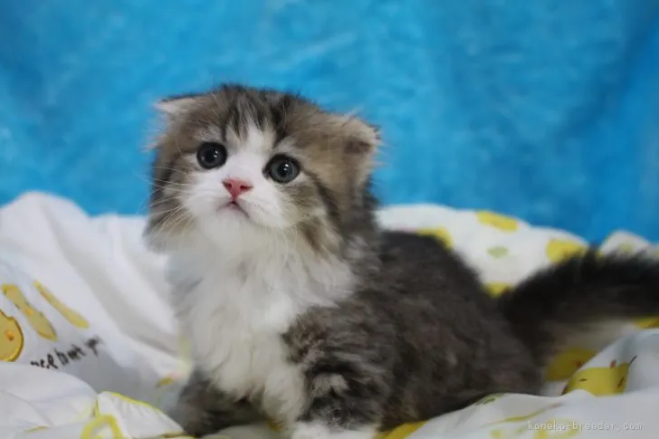 ID:2105-02509の子猫