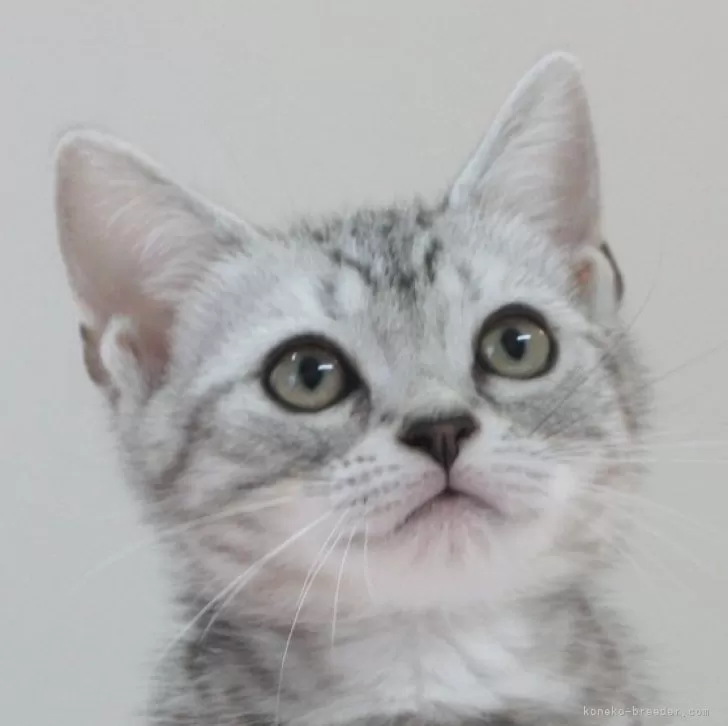 ササクラ 様のお迎えした子猫