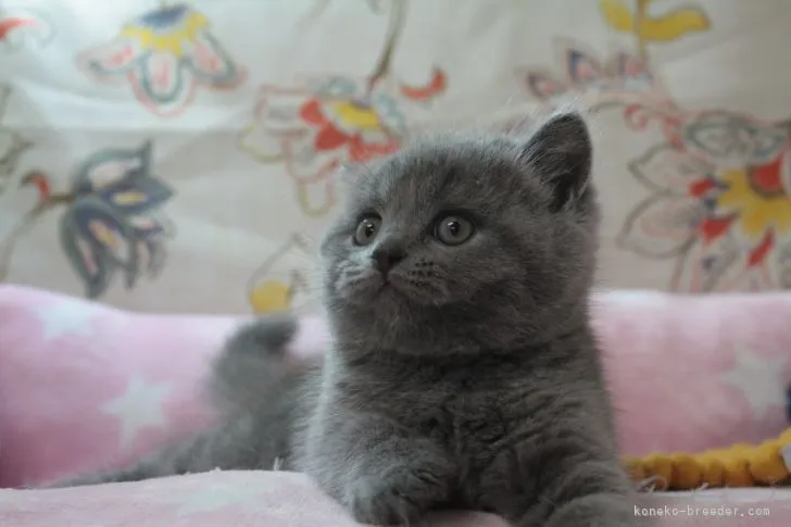 ID:2204-02911の子猫