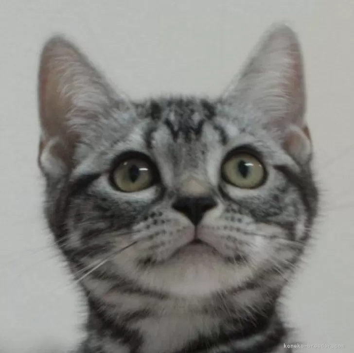 ID:2406-01969の子猫