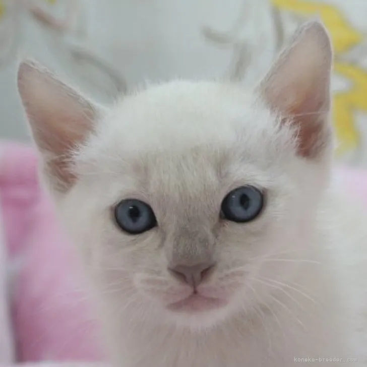 ID：2305-00818の子猫