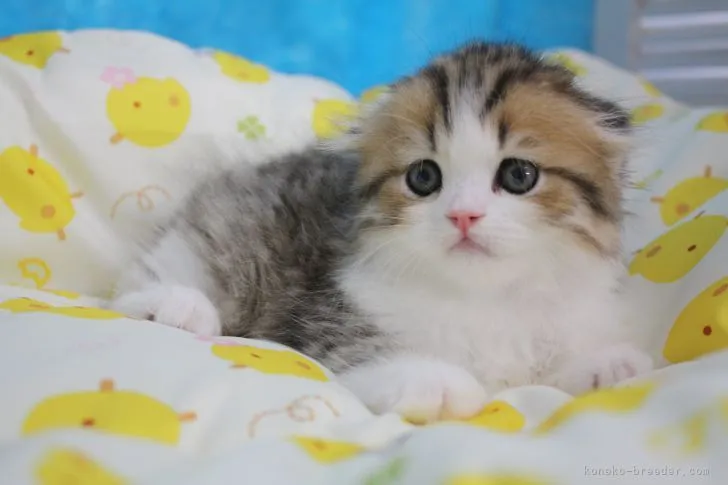 ID:2105-02511の子猫