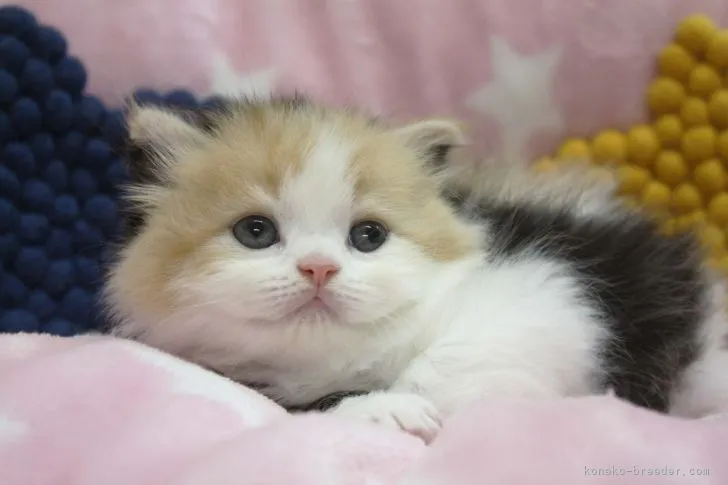 ID:2109-01321の子猫