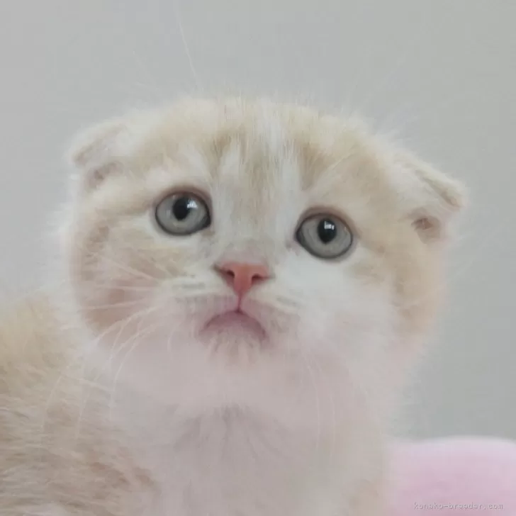 ID:2405-00763の子猫