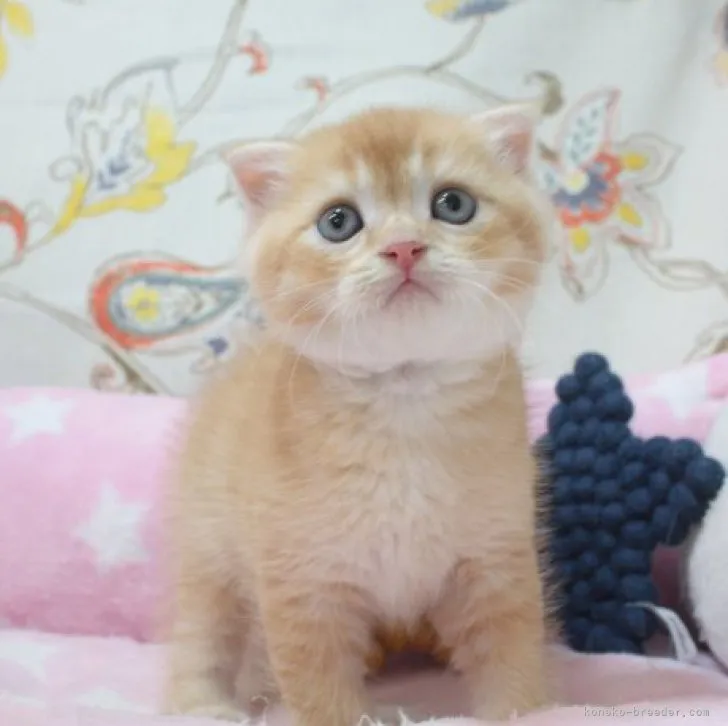 ID:2306-03514の子猫