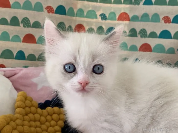 ID:2105-01238の子猫
