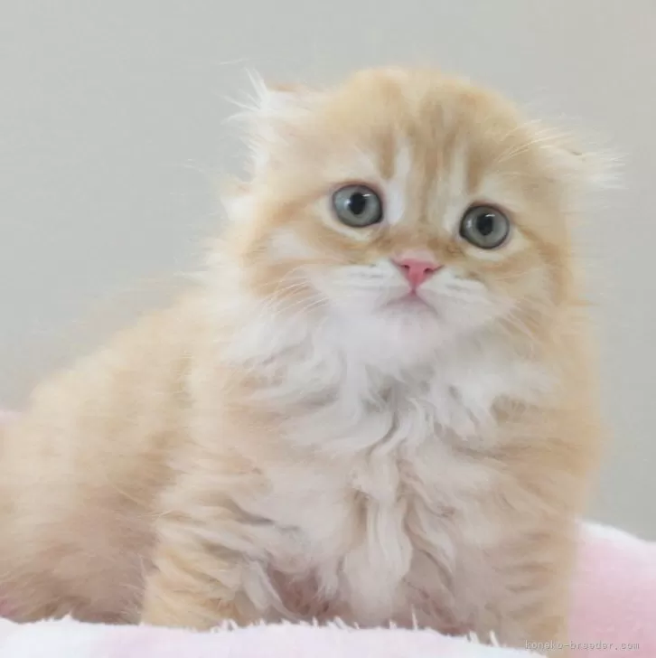 ID：2406-01363の子猫