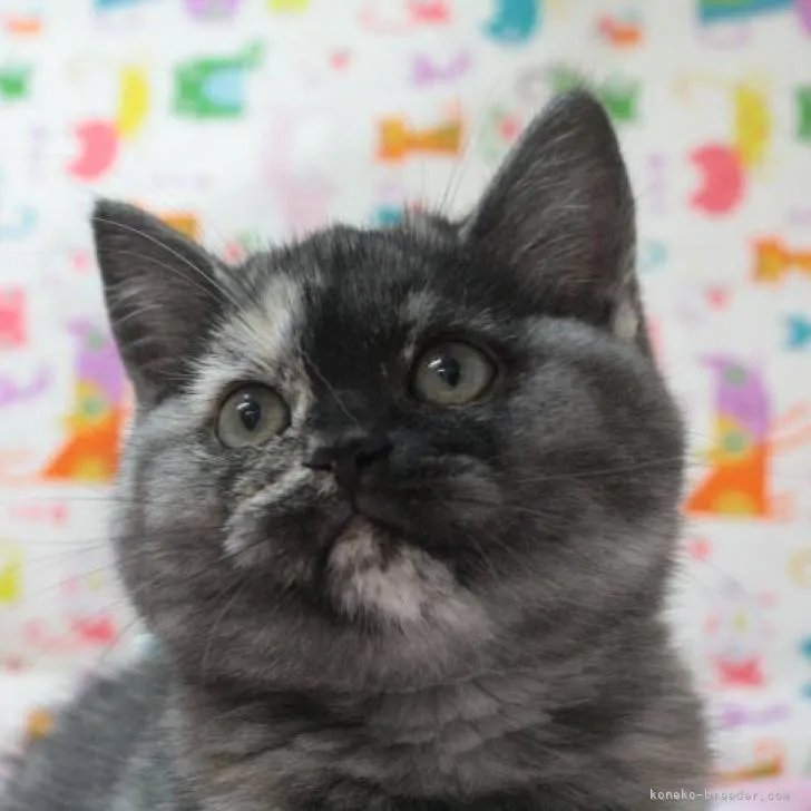 ID：2212-01355の子猫