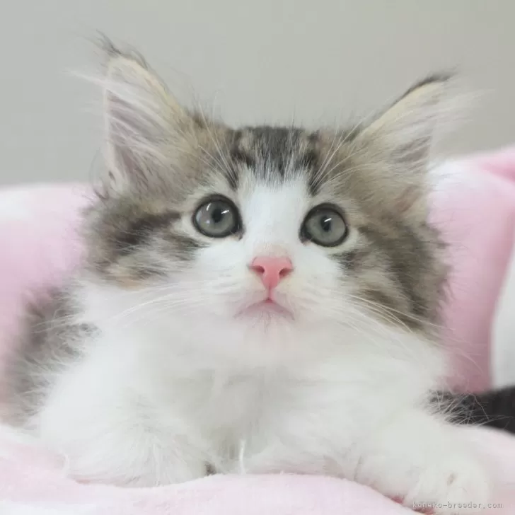 ID：2409-02983の子猫