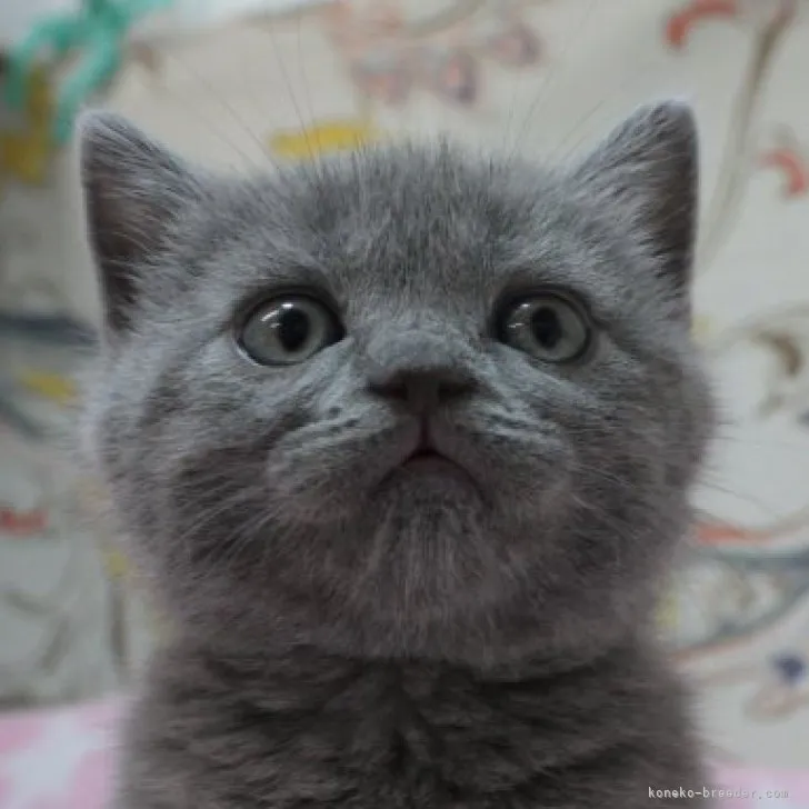 ID:2305-01238の子猫