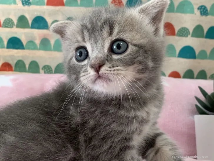 ID：2105-01202の子猫