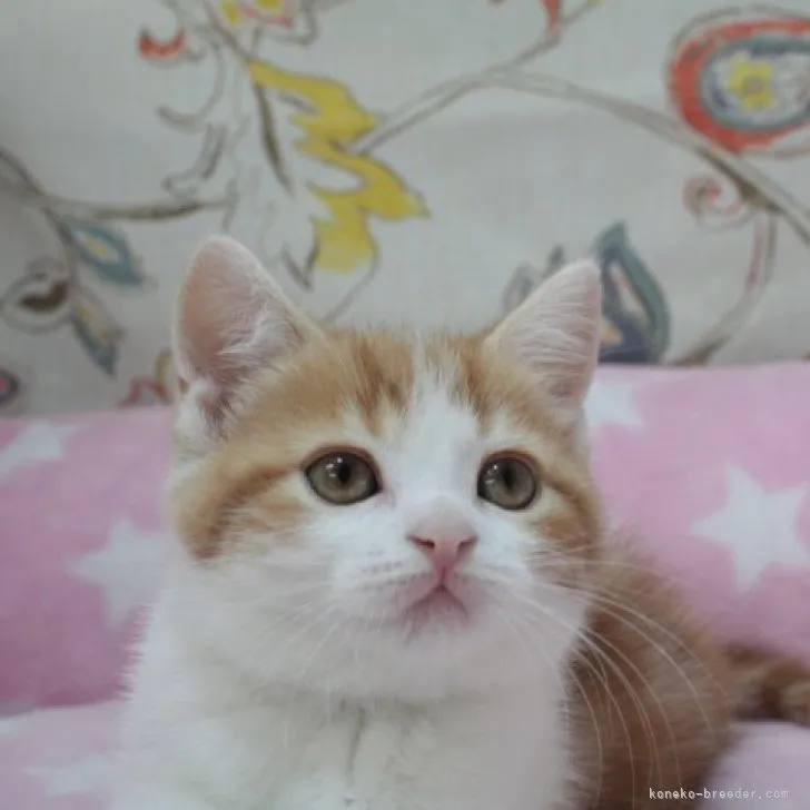 ID:2304-00434の子猫