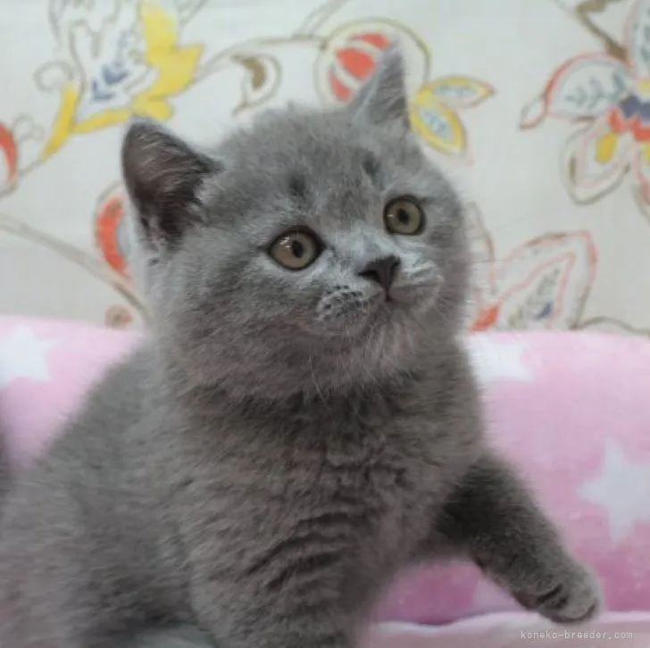 ID：2305-01236の子猫
