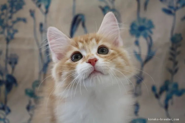 ID:2010-01067の子猫