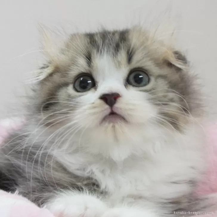 ID：2408-01133の子猫