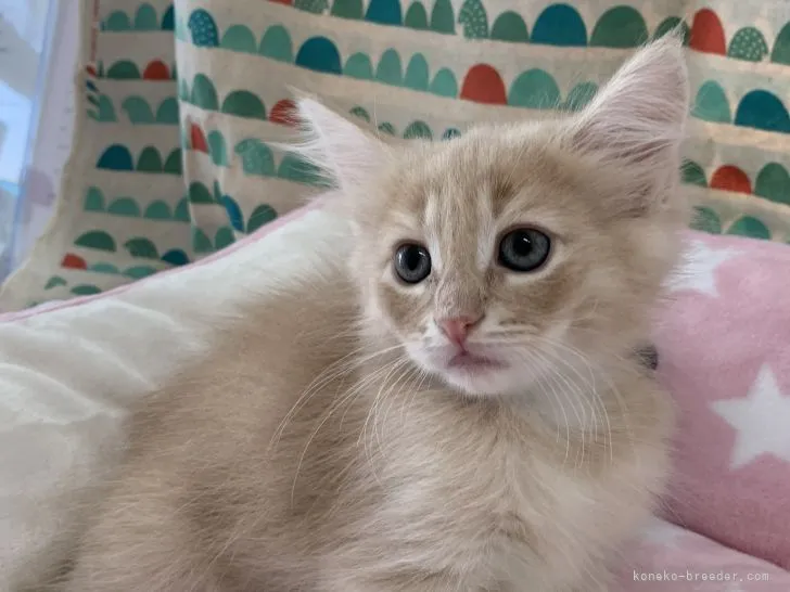 ID：2105-01196の子猫