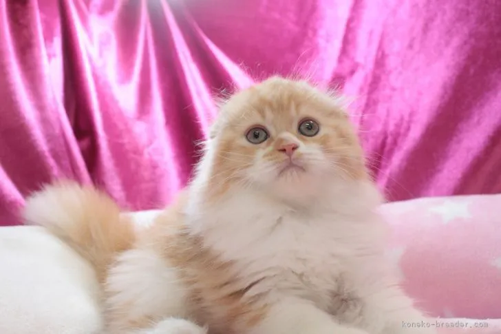 ID：2205-01569の子猫