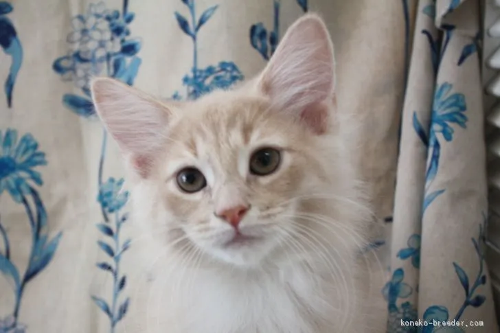 ID：2010-01068の子猫