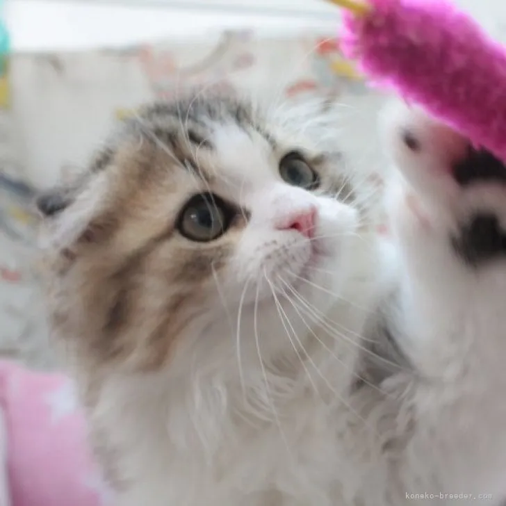 ID:2304-01666の子猫