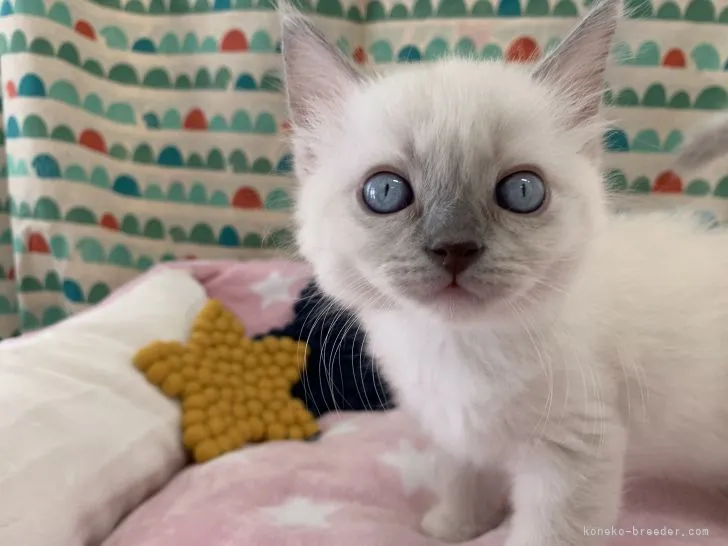 ID:2105-01232の子猫