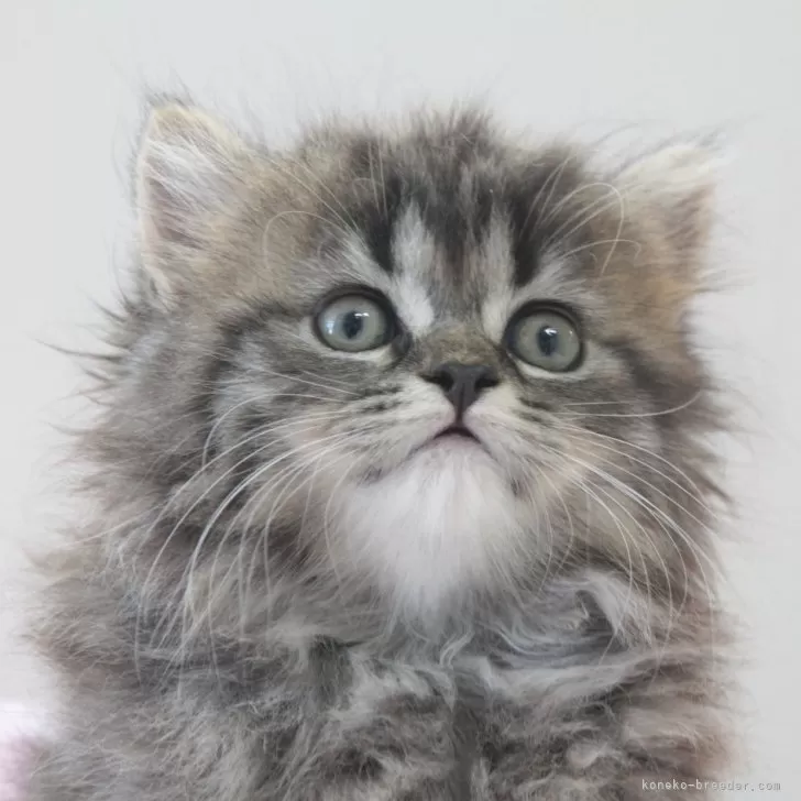 ID:2409-00948の子猫