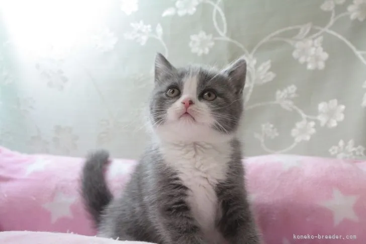 ID：2206-00102の子猫