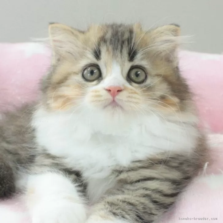 ID：2408-01608の子猫