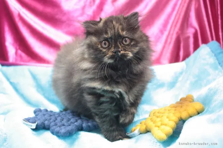 ID:2111-00325の子猫