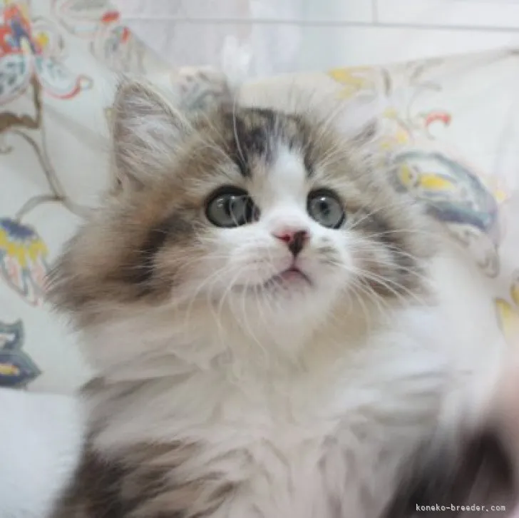 ID:2305-03779の子猫