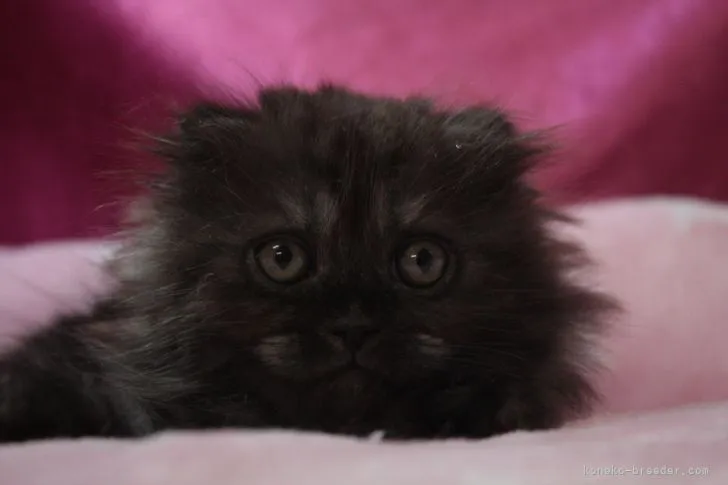 ID:2205-01573の子猫