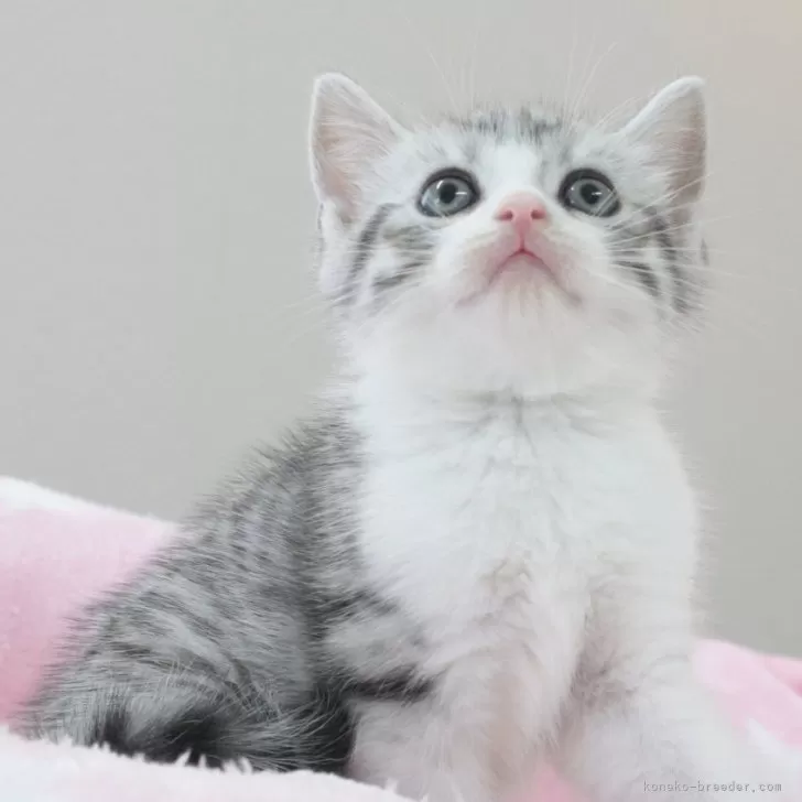 ID:2405-02356の子猫