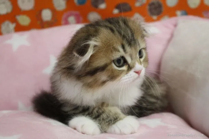 ID：2105-02508の子猫