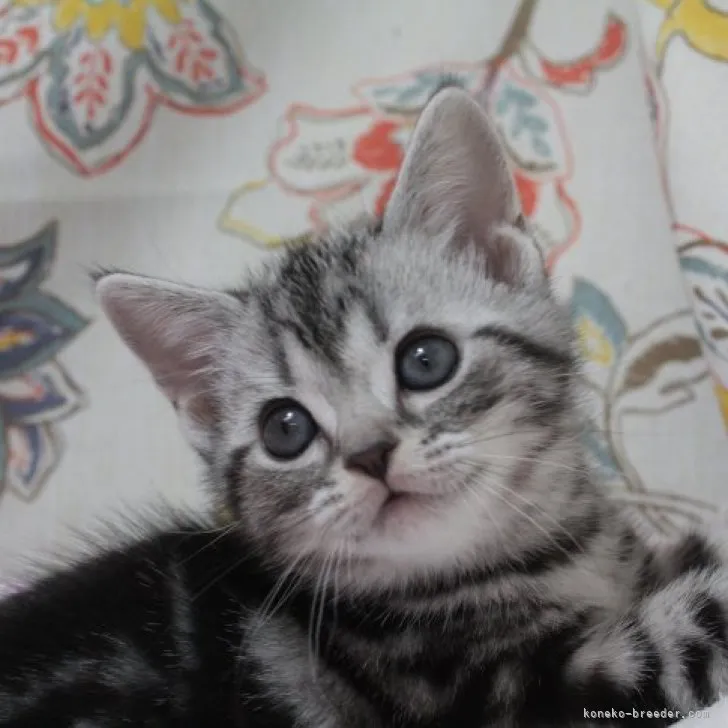 ID:2303-02854の子猫