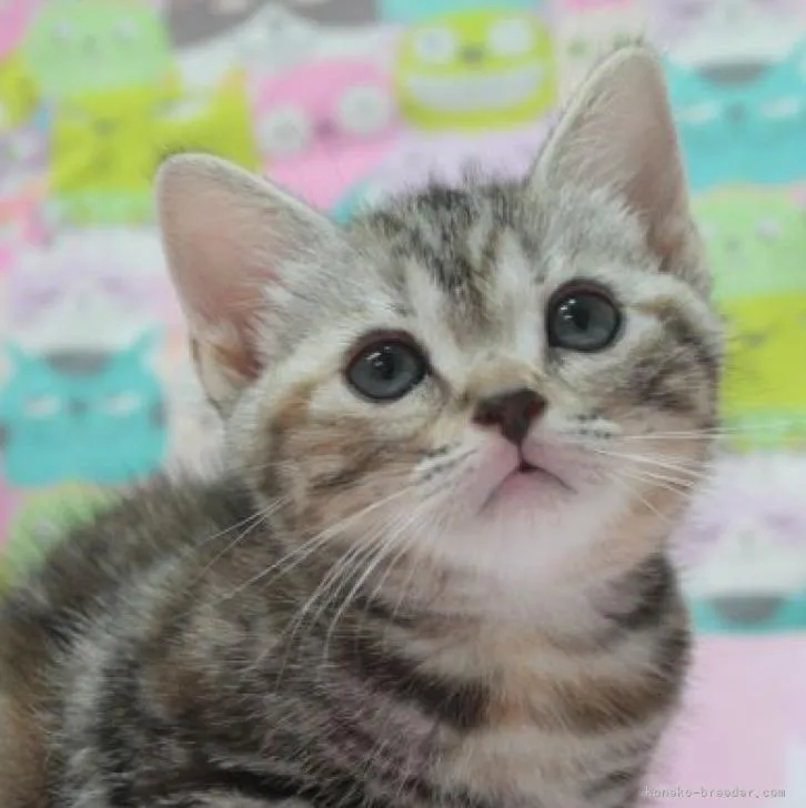 ID:2207-00227の子猫