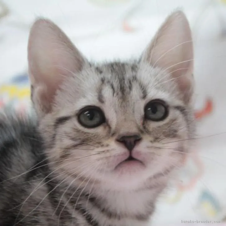 ID:2207-01844の子猫