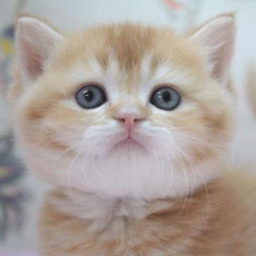 ブリティッシュショートヘア【愛知県・男の子・2023年1月18日・レッド】の写真「✨人懐っこくて丸顔でもふもふ」
