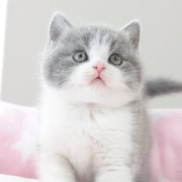ブリティッシュショートヘア【愛知県・男の子・2024年9月11日・ブルー&ホワイト（ショートヘア）】の写真「✨丸顔で綺麗なハチワレ⭐️ムッチリボディ」