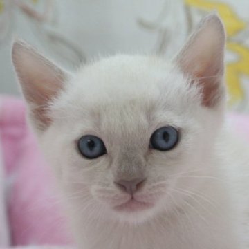 トンキニーズ【愛知県・男の子・2023年3月28日・プラチナミンク】の写真「✨綺麗な毛質で王道のプラチナカラー」