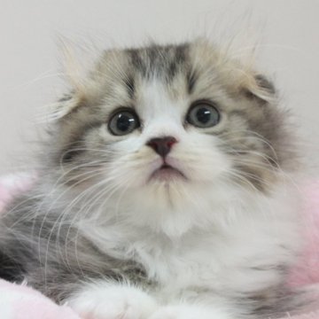 スコティッシュフォールド【愛知県・男の子・2024年6月15日・ブラウンタビー&ホワイト（ロングヘア）】の写真「✨羊毛がフワッとしていてお人形さんのような瞳孔！」