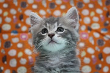 ノルウェージャンフォレストキャット【愛知県・男の子・2021年5月20日・ブルータビー】の写真「☆好奇心旺盛で甘えん坊☆」