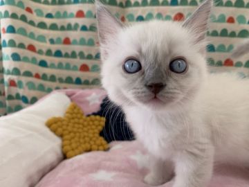 ラグドール【愛知県・男の子・2021年3月30日・ブルーポイントミテッド（やや短め）】の写真「好奇心旺盛で元気いっぱいです。」