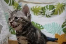 アメリカンショートヘア【愛知県・女の子・2020年4月22日・シルバーパッチドタビー】の写真1「5/30撮影」