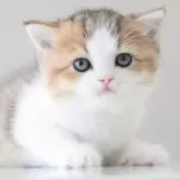 スコティッシュフォールド(折れ耳)【愛知県・男の子・2023年11月13日・ブラウンティックドタビー&ホワイト】の写真1「12/22」