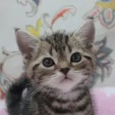 アメリカンショートヘア【愛知県・男の子・2023年2月22日・ブラウンタビー】の写真1「4/5撮影」