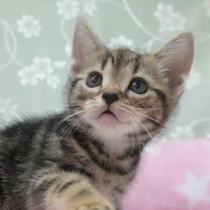 ID:2207-01847の子猫