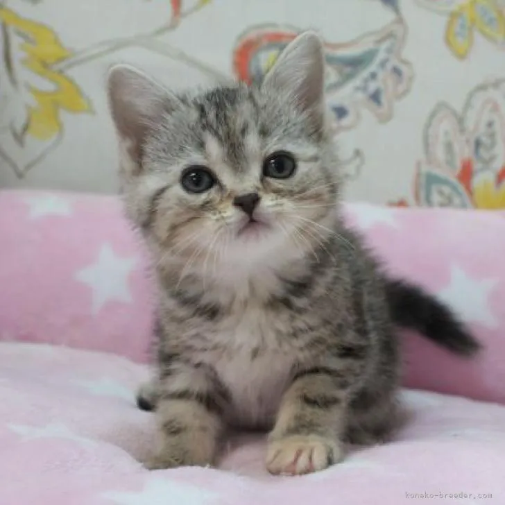 ID:2212-02041の子猫